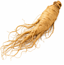 Ginseng Blanco