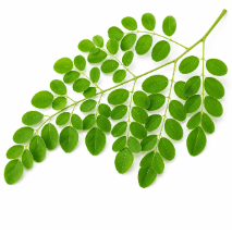 Moringa