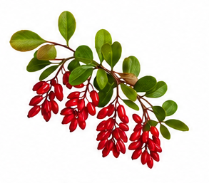 Berberina